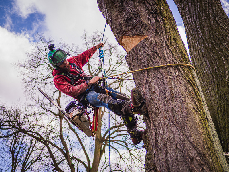 Arboristé při práci